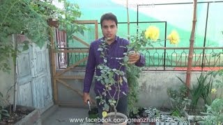 Rose Care Spring  Root Pruning  Branch Pruning  Will Cut Tree Roots Grow Back Urduhindi [upl. by Adila]