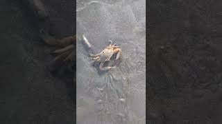 Three spot swimming crab at sea view Karachi crab shorts viral seaviewkarachi [upl. by Fablan]