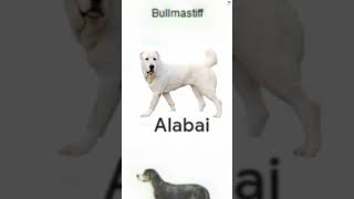 Dogo Argentino vs Kangal vs Alabai Anatolian Shepherd Bite force comparison shorts dogs ytshorts [upl. by Royal147]