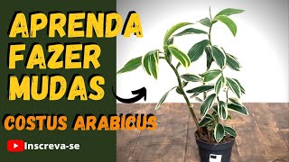 COSTUS ARABICUS VARIEGATA COMO FAZER MUDAS  VEJA ESSE VÍDEO [upl. by Alasteir901]