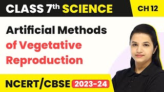 Artificial Methods of Vegetative Reproduction  Reproduction in Plants  Class 7 Science Chapter 12 [upl. by Frohne]