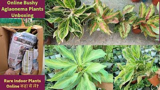 Aglaonema Healthy Bushy Plants Unboxing Online Delivery  Aglaonema Plant Online Shopping India [upl. by Faunia]