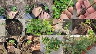 Fuchsia Plants  CuttingsPruningRepottingPotting SoilFertilizerFlowering Tips In Nepali [upl. by Helyn]