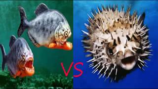 Amazing How Strong Piranha Vs Puffer Fish [upl. by Emil]