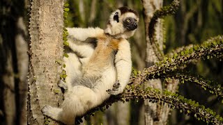 Sifaka Madagascar’s Leaping Lemur [upl. by Hahnert]