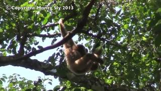 Wild Gibbon Sings [upl. by Ernesta]