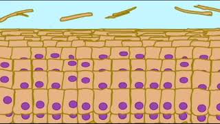 THE INTEGUMENTARY SYSTEM Skin Cycle [upl. by Bresee358]