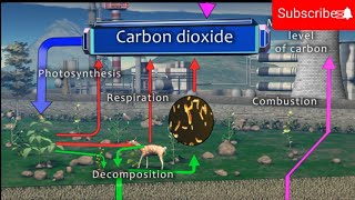 Carbon cycle  Carbon cycle animation [upl. by Isaiah]