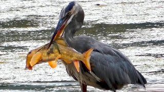 Great blue heron catching  eating fish  Call sound [upl. by Anerrol]