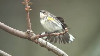 キヅタアメリカムシクイ（2）迷鳥（鎌倉）  Myrtle Warbler  Wild Bird  野鳥 動画図鑑 [upl. by Mhoj]