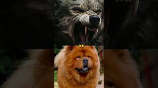 English mastiff vs wolf Chow chow Nile crocodile youtubeshorts [upl. by Zelikow]