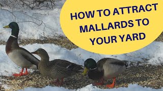 How to Attract Mallard Ducks to Your Yard 2019 [upl. by Rednaeel]