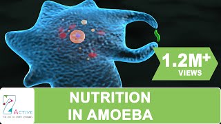 NUTRITION IN AMOEBA [upl. by Sorac90]