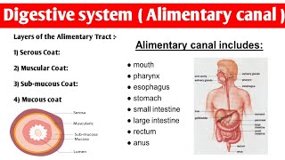 Alimentary Tract Anatomy  4 layers of alimentary canal  digestivesystem anatomy and physiology [upl. by Marquardt]