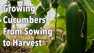 Growing Cucumbers From Sowing to Harvest [upl. by Irtemed]