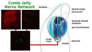 Phylum Ctenophora Comb Jellies [upl. by Schwab893]