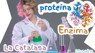 Experimento Biología  Química con la Enzima Catalasa Generación de Oxígeno [upl. by Cohe]