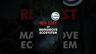 Red list Mangrove Ecosystem  IUCN report on Mangroves iucn mangrove [upl. by Seline]