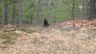 Fisher Cat and baby 3 [upl. by Boffa]