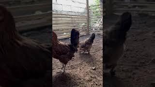 Pure Darag Native Chicken Breeder [upl. by Airdnaed110]