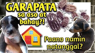 GARAPATA sa aso at bahay paano ba namin natanggal  VetCore plus review  Tonya Grays [upl. by Barcot685]