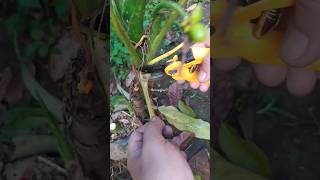 Dieffenbachia plant care Pruning old leaves [upl. by Kcirddet]