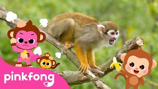 Boom Cheeky Cheeky Baby Monkey  Kids Nursery Rhyme  Pinkfong Ninimo [upl. by Neimad533]