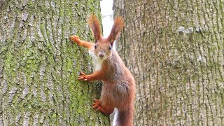 Squirrel sounds  Red Squirrel chirping  Eichhörnchen Geräusche [upl. by Strohl]