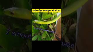 दुनिया में मौजूद 3 सबसे दुर्लभ और छोटे सांप 🐍3 Smallest Snake in worldshortyoutubeshortstrending [upl. by Lovering]