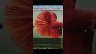 Idukki athoda headcut pannlamshortstrendingpetstamilaquariumfish bettafishfarm [upl. by Nahsrad]