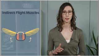 Module 0407 Insect Flight Muscles  mechanism  entomology lectures  notes  entomological hub [upl. by Elke]