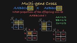 MultiGene Genetics Problems Explained [upl. by Hollister]