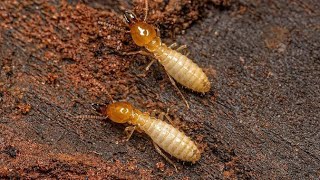 Two types of Termites from Order IsopteraDrTariqRajputdimaktermitedamageorder nature [upl. by Sunshine]