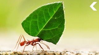 Ants Are Growing Food and Theyre Better at It Than We Are [upl. by Saideman]