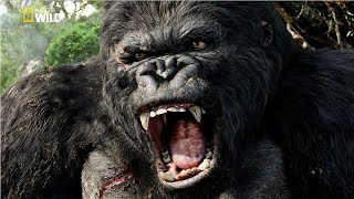 National Geographic Documentary  Mountain Gorilla  BBC Nat Geo Wild [upl. by Ahsinyd384]