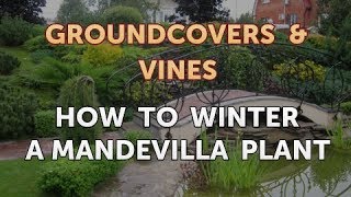 How to Winter a Mandevilla Plant [upl. by Laurice]