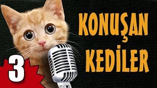 Konuşan Kediler 3  En Komik Kedi Videoları [upl. by Ynnav]