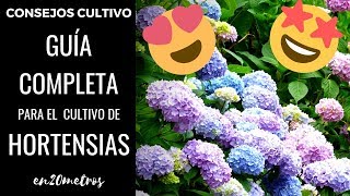 GUÍA COMPLETA para tener las MEJORES HORTENSIAS del mundo [upl. by Reggi]