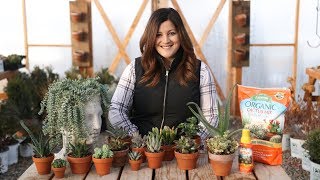 Indoor Succulents for Beginners 🌺  Garden Answer [upl. by Zohara]