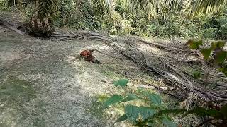 PIKAT AYAM HUTAN PART 2 PENUTUP 2020 AYAM MUDA DARAH PANAS [upl. by Ing]