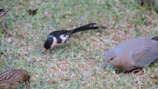 How aggressive can Pintailed Whydah be Watch and see [upl. by Conrad]