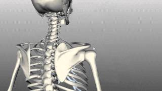 Scapula and Clavicle  Shoulder Girdle  Anatomy Tutorial [upl. by Nazarius]