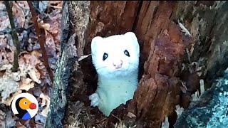 Shy Ermine in A Tree Adorable Ermine Peeks Out To Say Hello  The Dodo [upl. by Yaner]