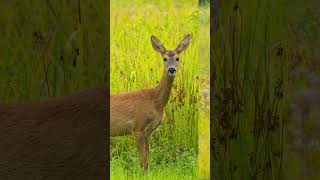 Sarna europejska  Kampinoski Park Narodowy sarna roedeer [upl. by Debera78]