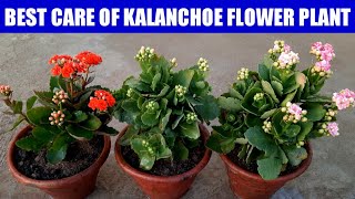 Care Of Kalanchoe Flower Plant  Grow Kalanchoe  How To Grow N Care Kalanchoe Plant  Kalanchoe [upl. by Fleischer]