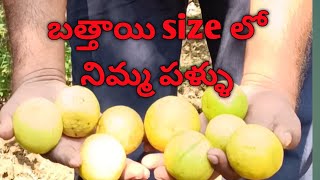 Do you know how much income they get from lemon crop  Balaji lemon lemon plants [upl. by Brawley937]