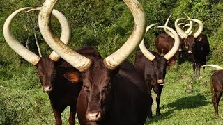 Ancient Egyptian long Horned cattle only found in East Africa [upl. by Annawad]