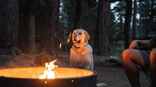 Why do people like CAMPING  Labrador amp German Shorthaired Pointer [upl. by Mairhpe]