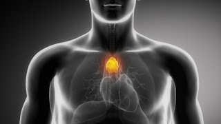 9th Health Teaching Workshop The Structure and Relationship of Thymus and Lymph [upl. by Jerome]