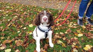 Springer Spaniel 12 weeks old percy [upl. by Lieberman]